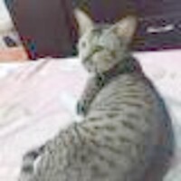  ไอ แอม กรูท